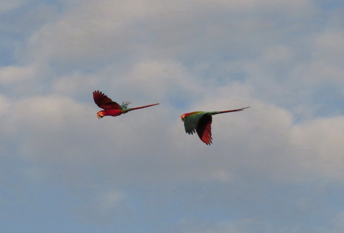 Red-and-green Macaw - ML81914151