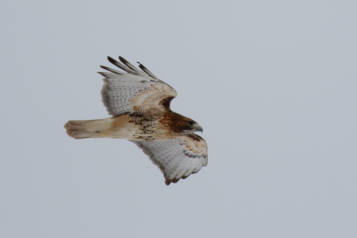Red-tailed Hawk (abieticola) - Gordon Green