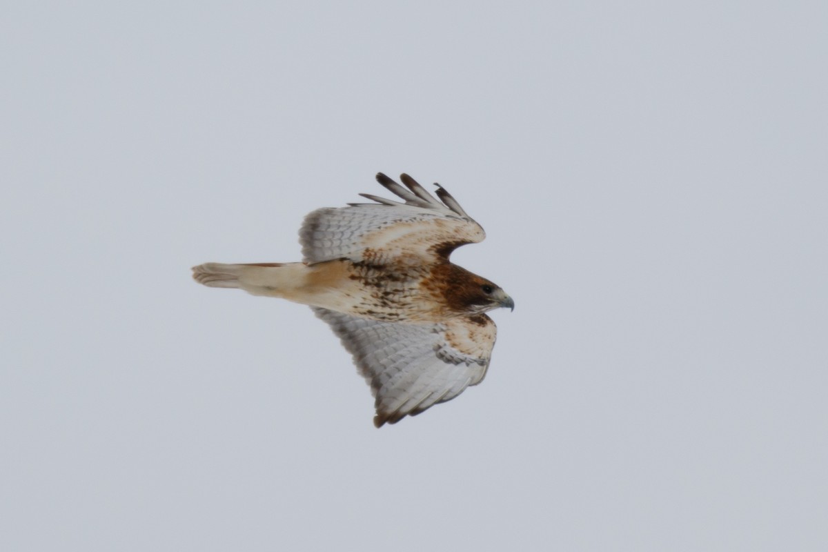 Red-tailed Hawk (abieticola) - Gordon Green