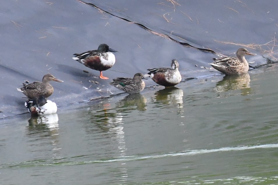 Green-winged Teal - birdclub newprovidence