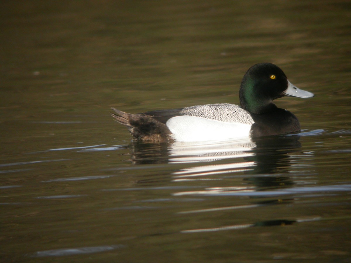 Greater Scaup - Eric Barnes