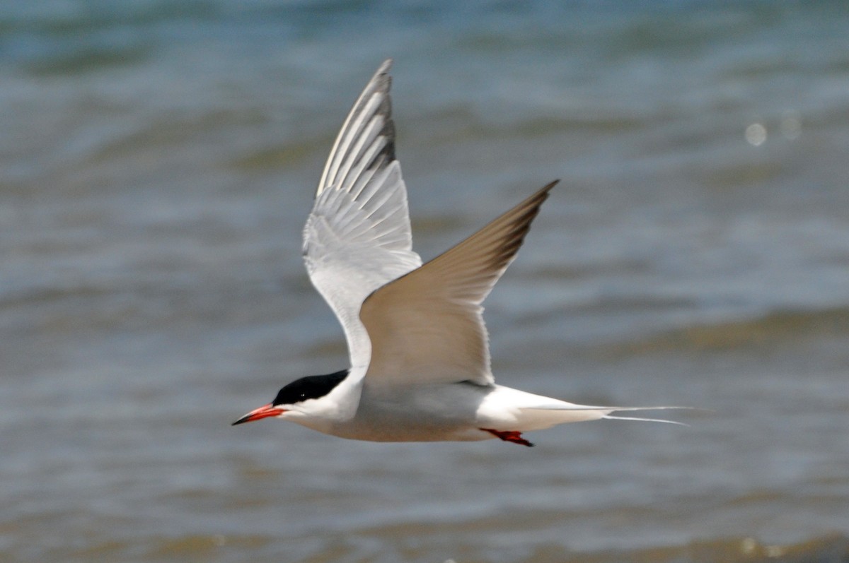 Common Tern - ML81917641