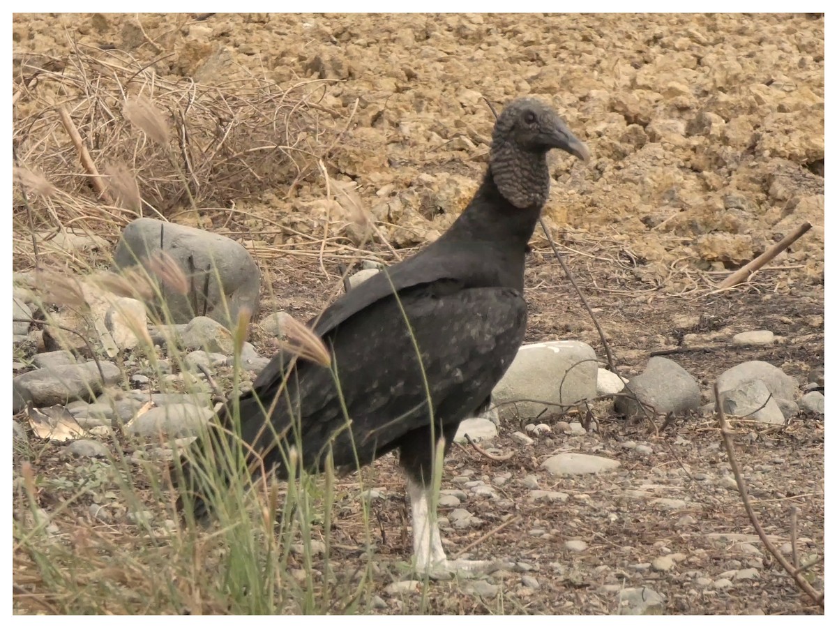Black Vulture - Carlos Villaverde Castilla