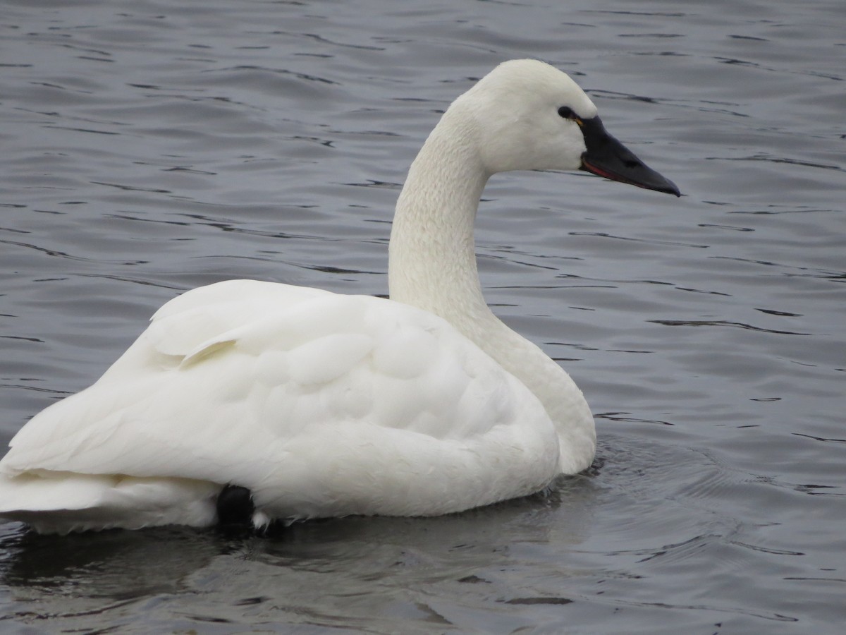 Tundra Swan (Whistling) - ML81919081