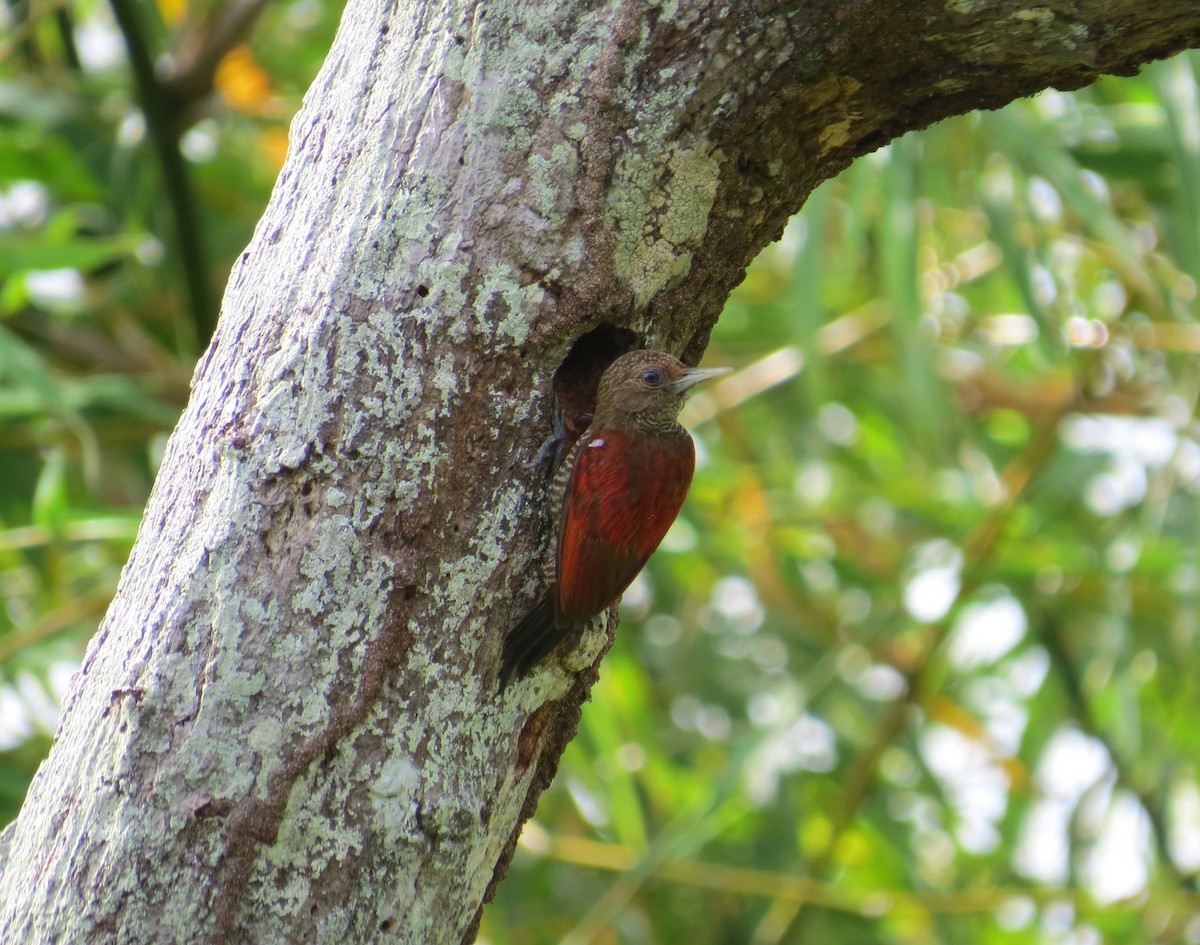 Blood-colored Woodpecker - ML81920201