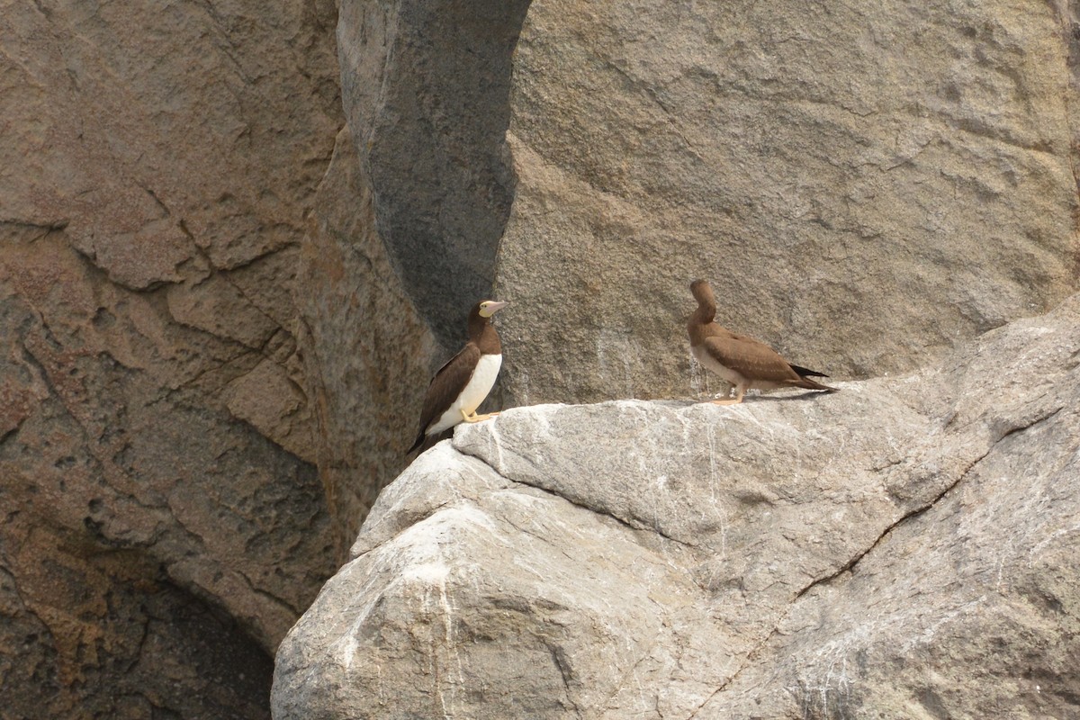 Brown Booby - ML81920311