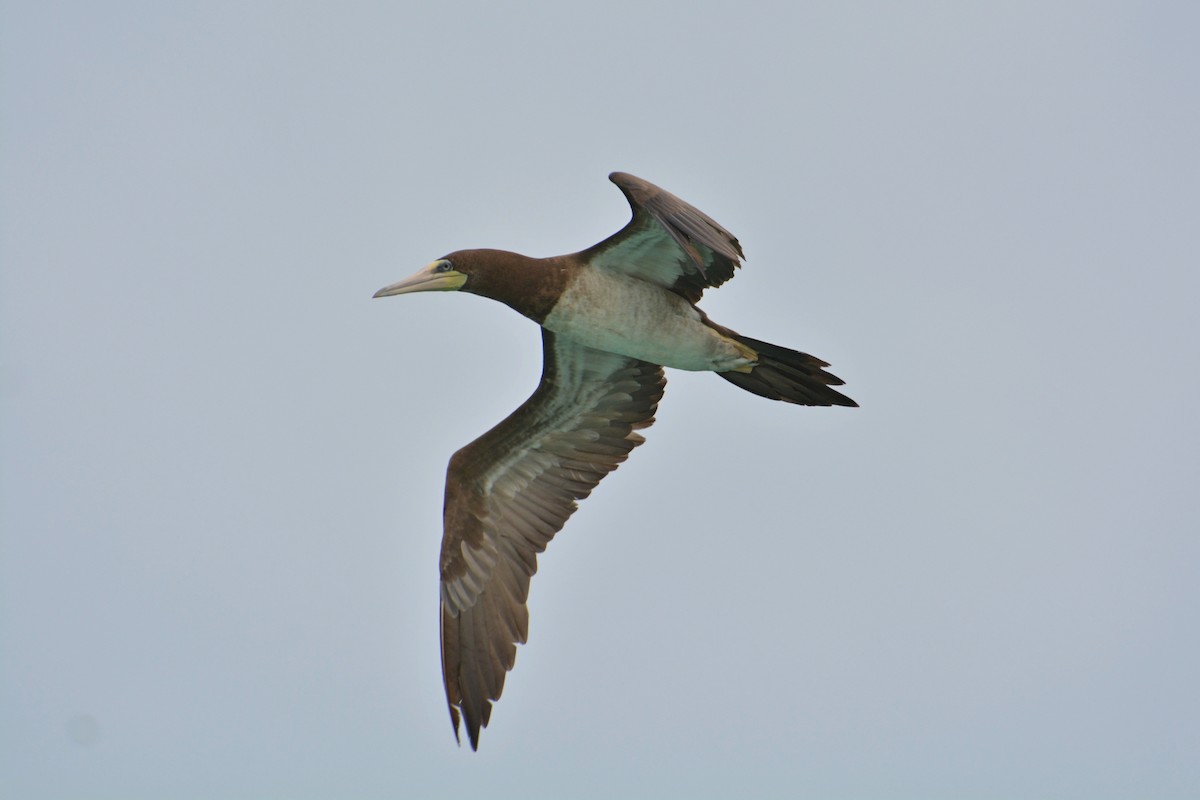Brown Booby - ML81920411