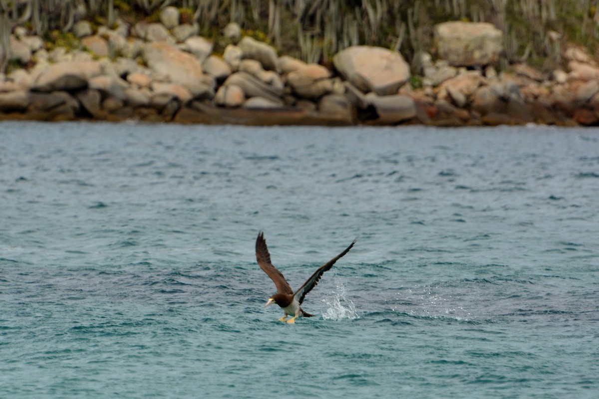 Brown Booby - ML81920591