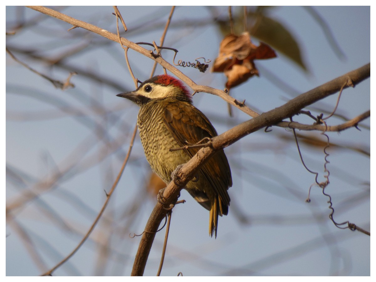 Golden-olive Woodpecker - Carlos Villaverde Castilla