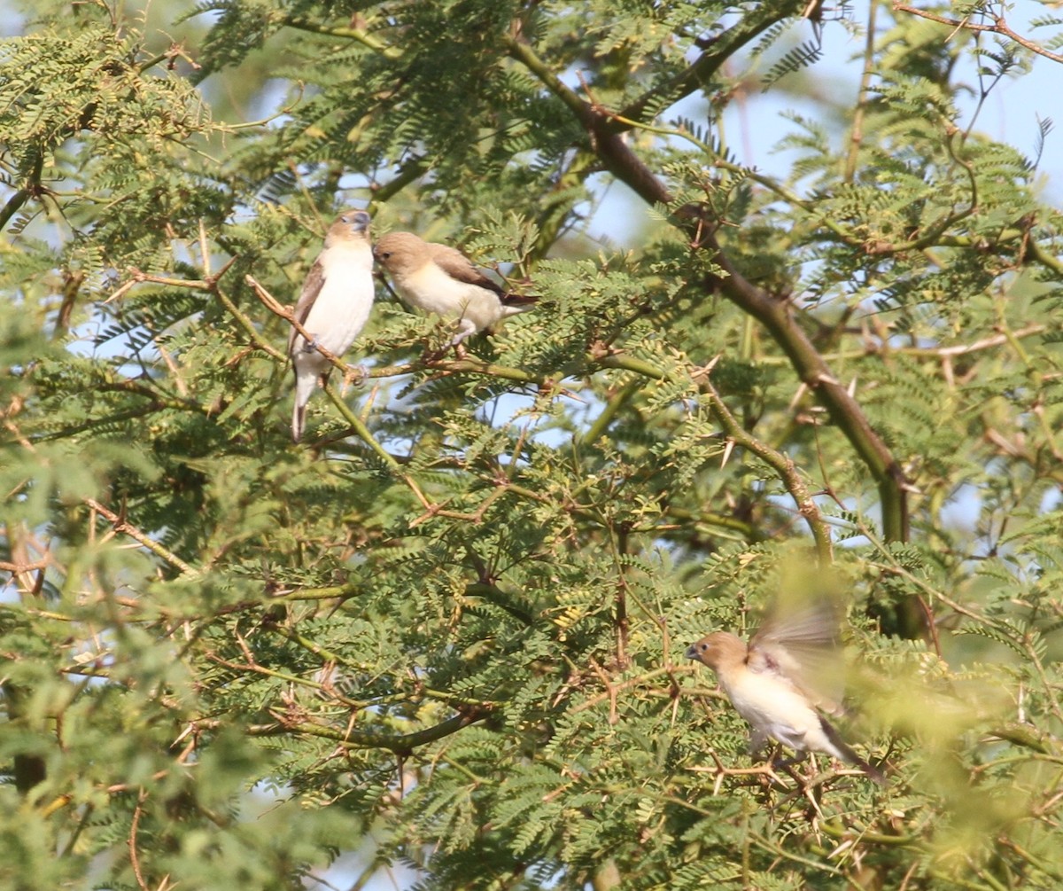 African Silverbill - Don Coons