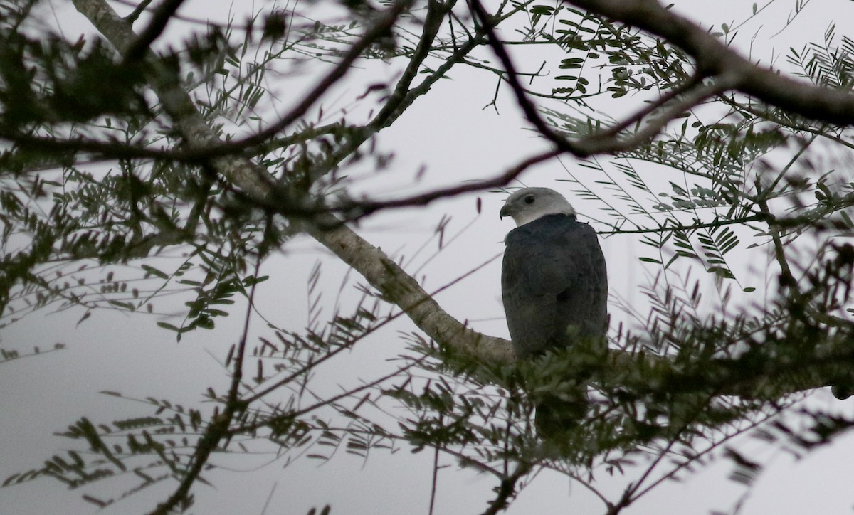 Gray-headed Kite - Jay McGowan
