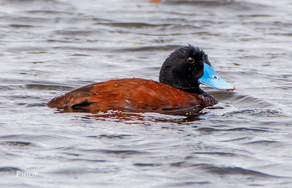 Blue-billed Duck - Philip Dubbin