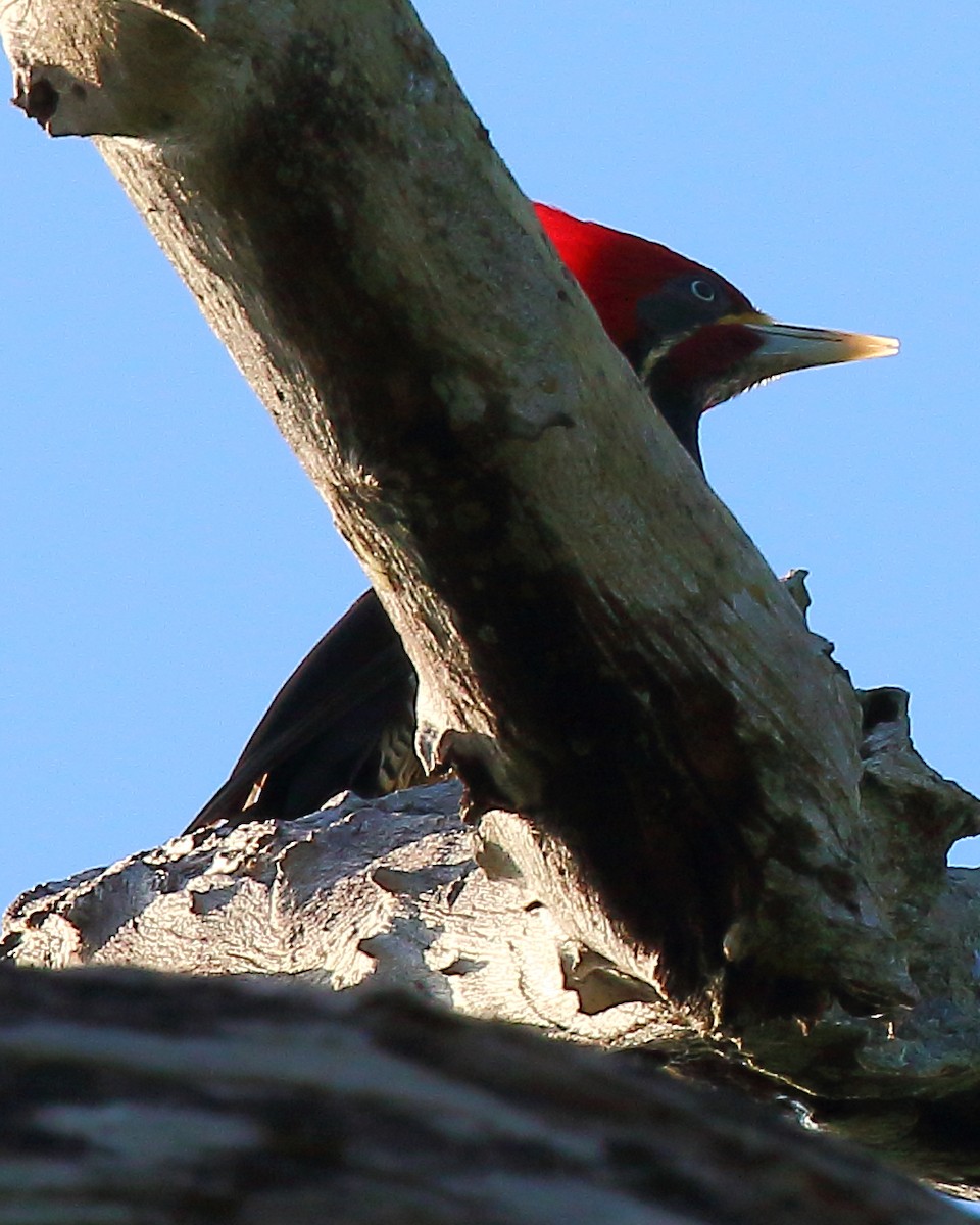 Lineated Woodpecker - Ryan Candee