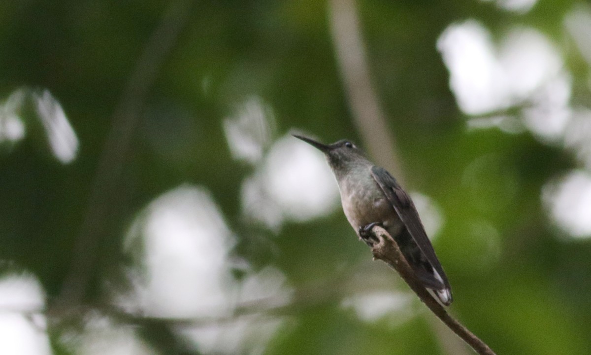 Scaly-breasted Hummingbird (Robert's) - ML81929521