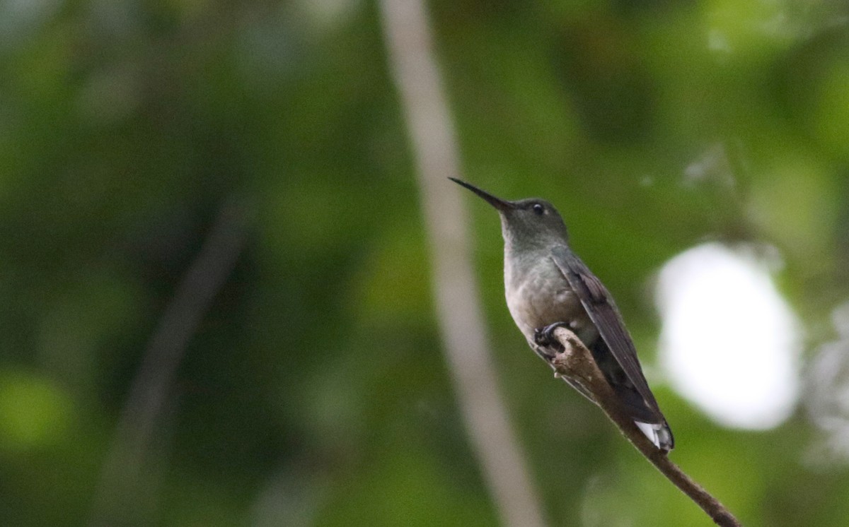 Scaly-breasted Hummingbird (Robert's) - ML81929581