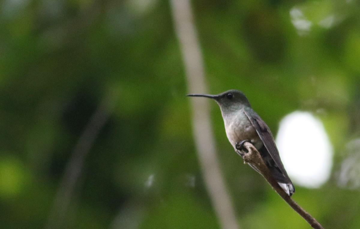 Scaly-breasted Hummingbird (Robert's) - ML81929681