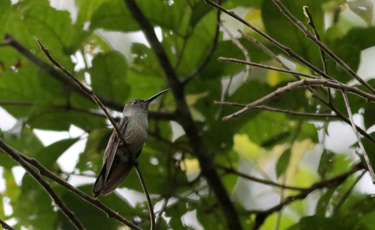 Scaly-breasted Hummingbird (Robert's) - ML81929871