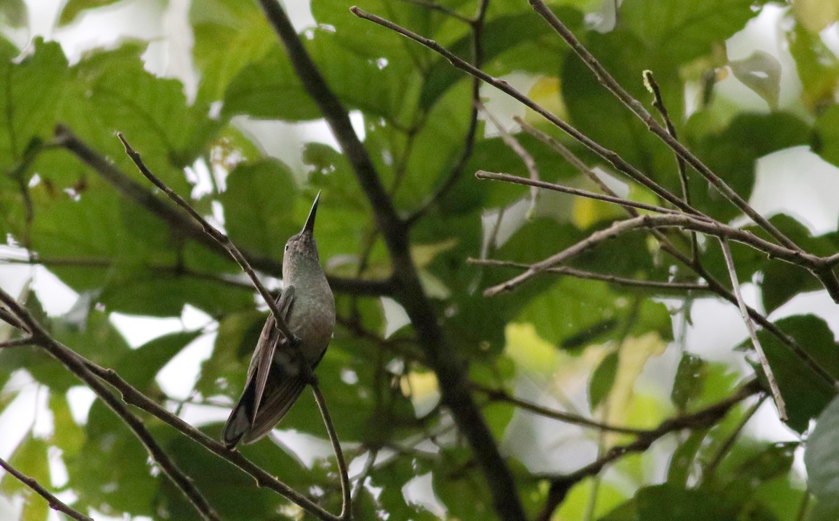 Scaly-breasted Hummingbird (Robert's) - Jay McGowan