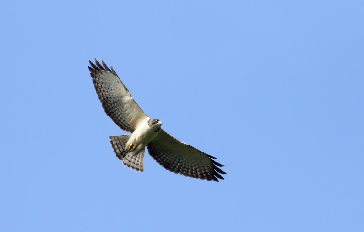 Short-tailed Hawk - ML81930661