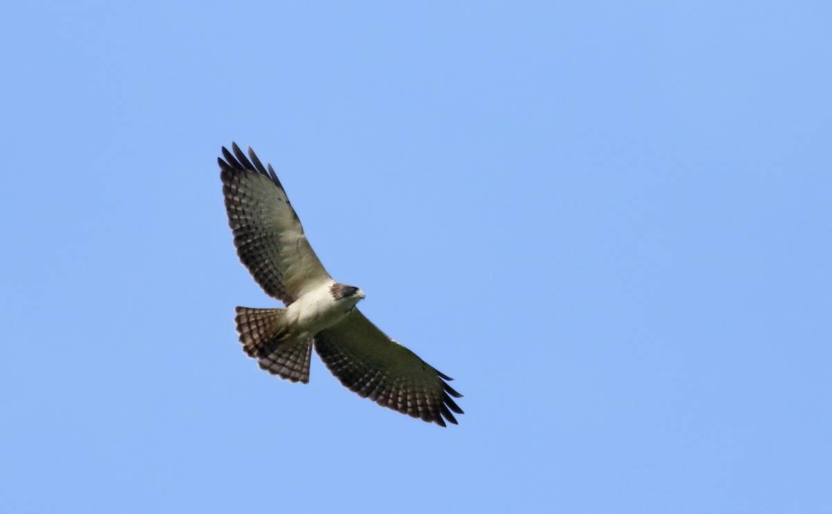 Short-tailed Hawk - Jay McGowan