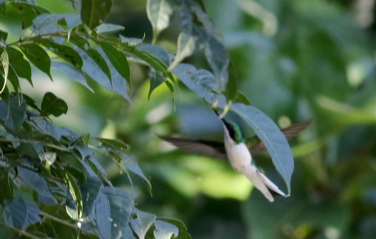 kolibřík purpurovohlavý - ML81931931