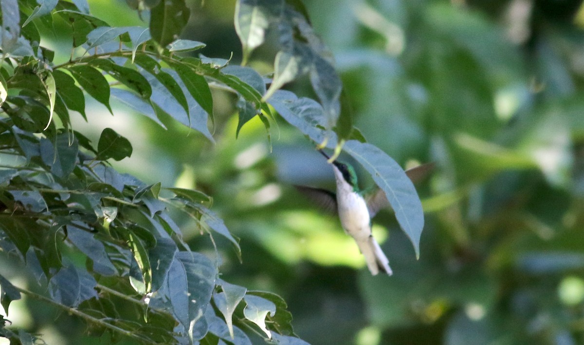 kolibřík purpurovohlavý - ML81931941