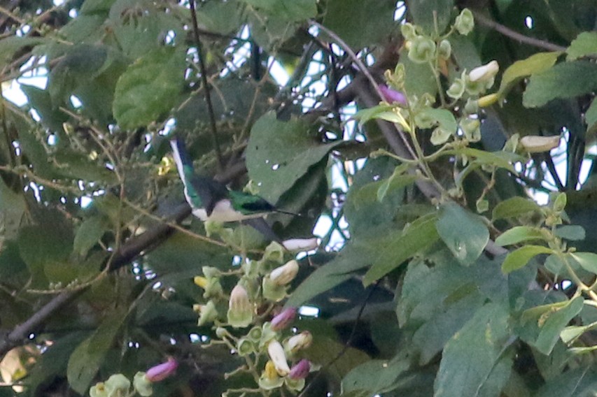kolibřík purpurovohlavý - ML81931951