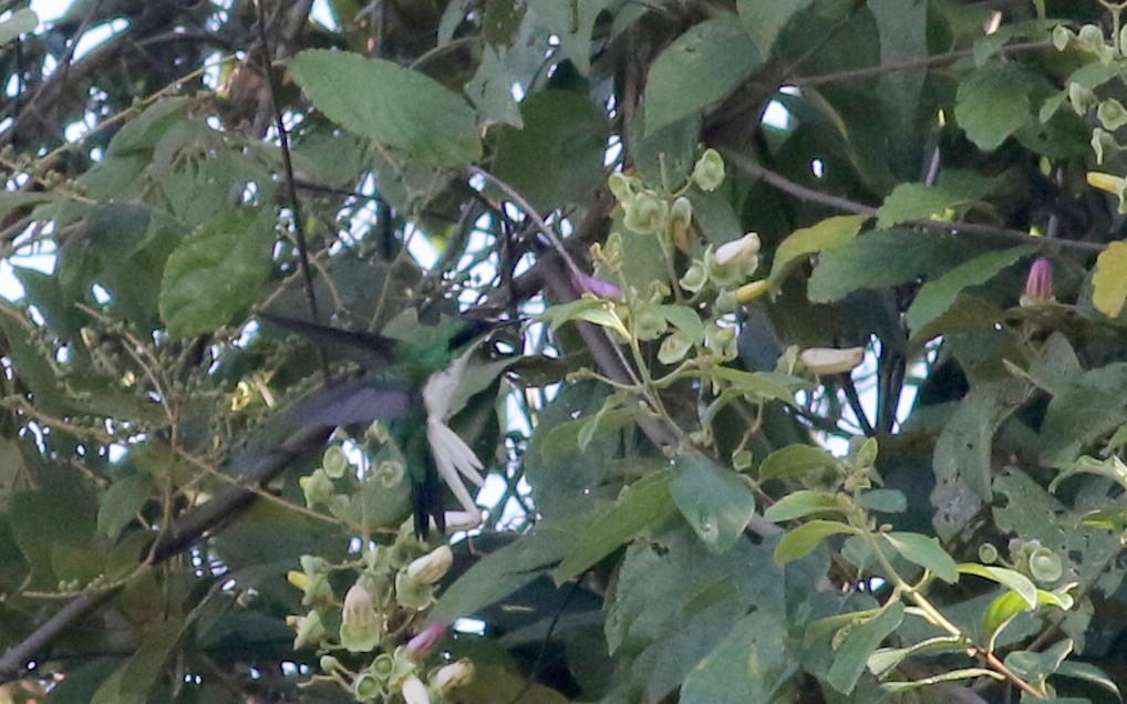kolibřík purpurovohlavý - ML81931961