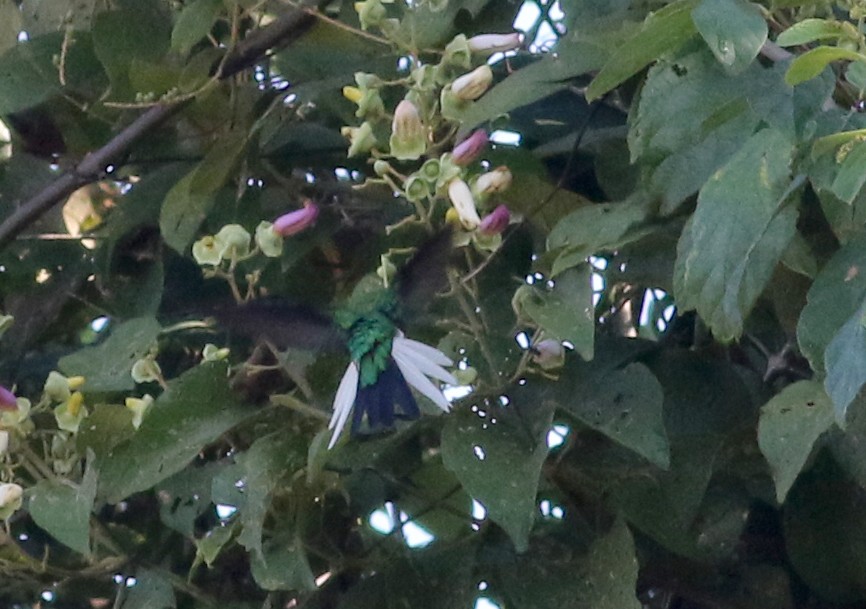 kolibřík purpurovohlavý - ML81931991