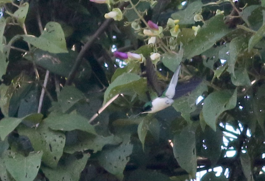 kolibřík purpurovohlavý - ML81932001