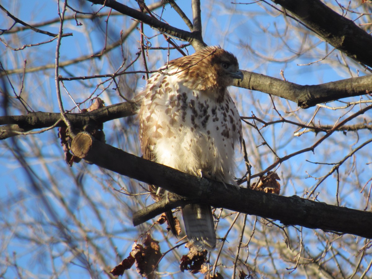 Red-tailed Hawk - ML81932041