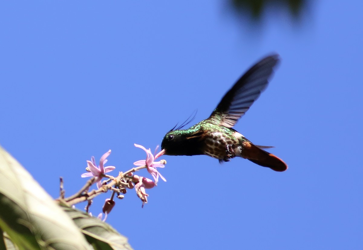 Black-crested Coquette - Jay McGowan