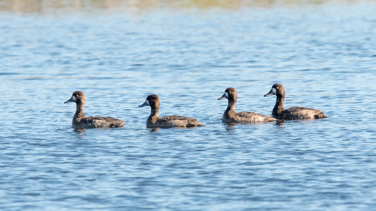 Greater Scaup - Melissa James