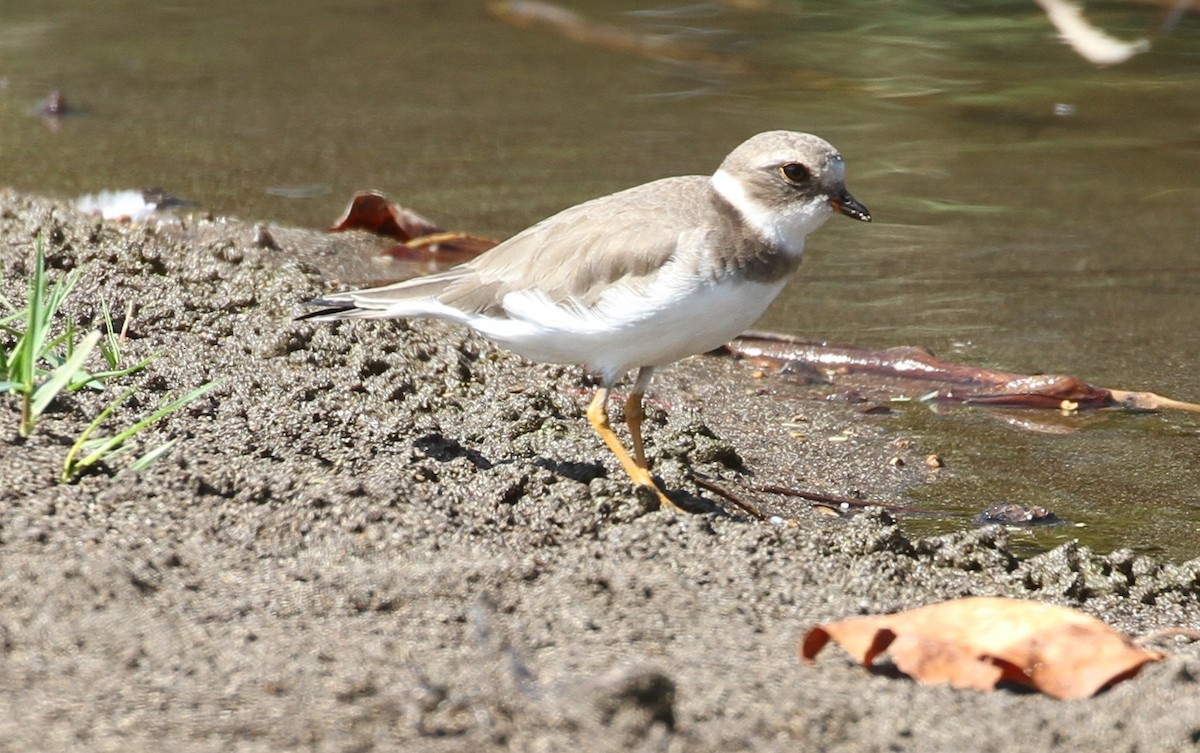 Semipalmated Plover - ML81933751