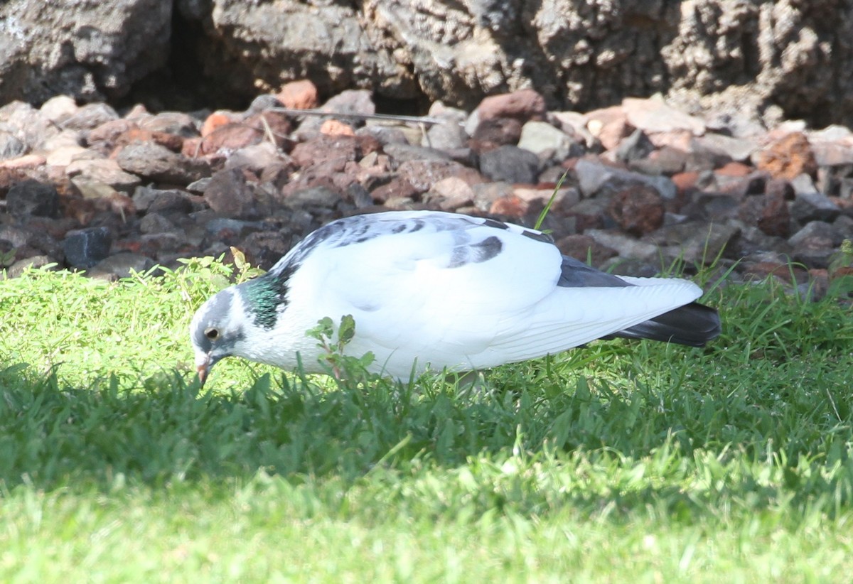 Rock Pigeon (Feral Pigeon) - ML81933981
