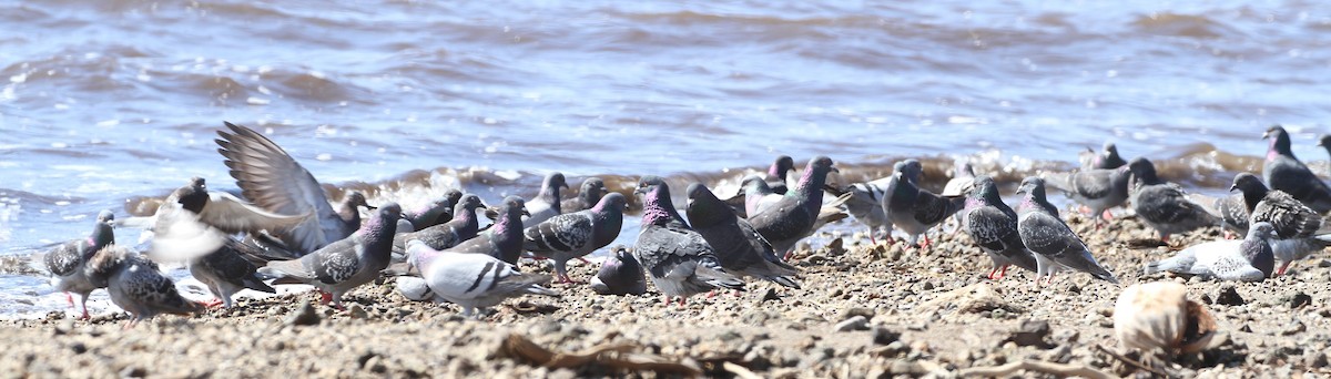 Rock Pigeon (Feral Pigeon) - ML81934141