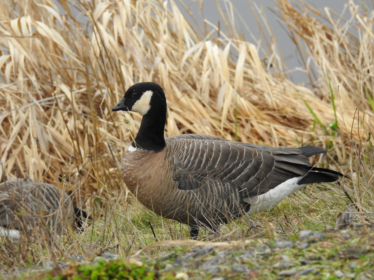 Cackling Goose (minima) - David Olsen