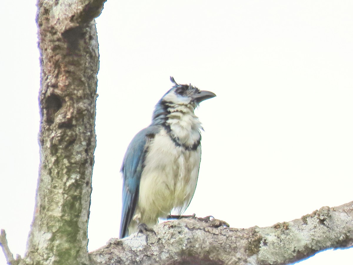 White-throated Magpie-Jay - ML81938241