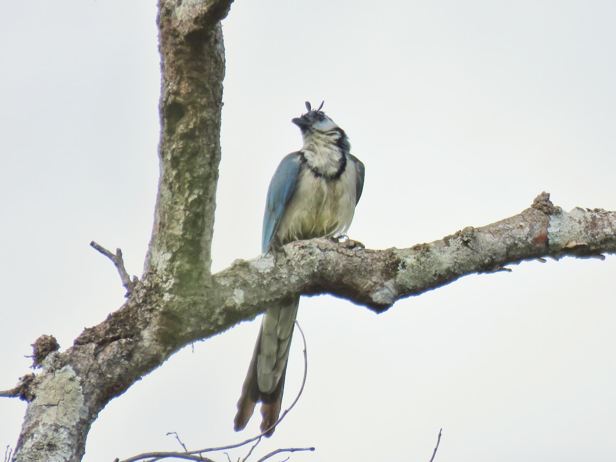 White-throated Magpie-Jay - ML81938381