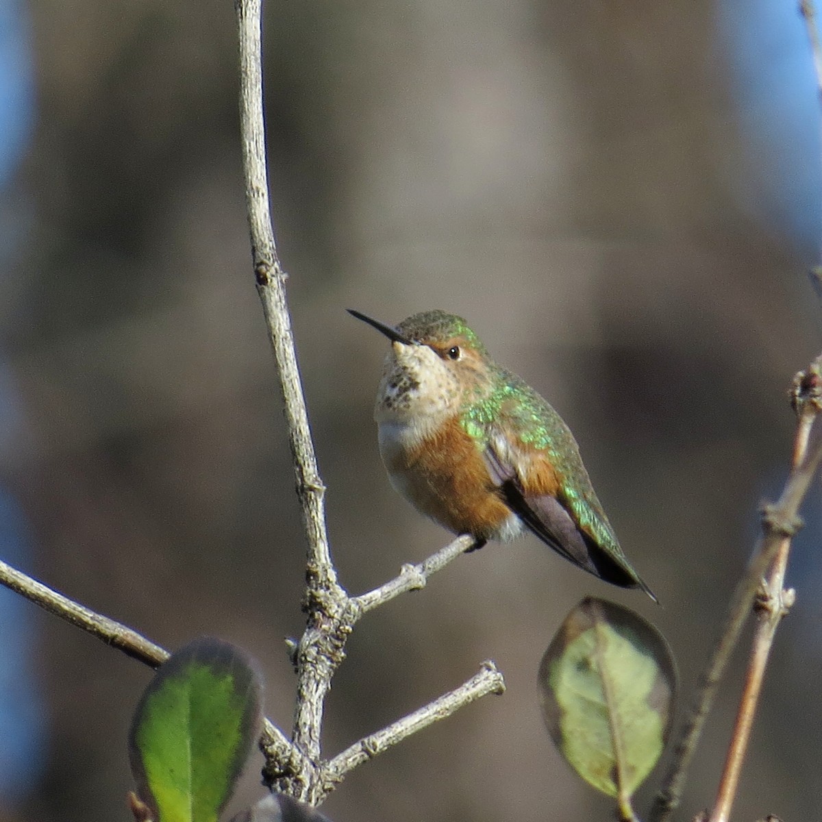 Rufous Hummingbird - WS Barbour