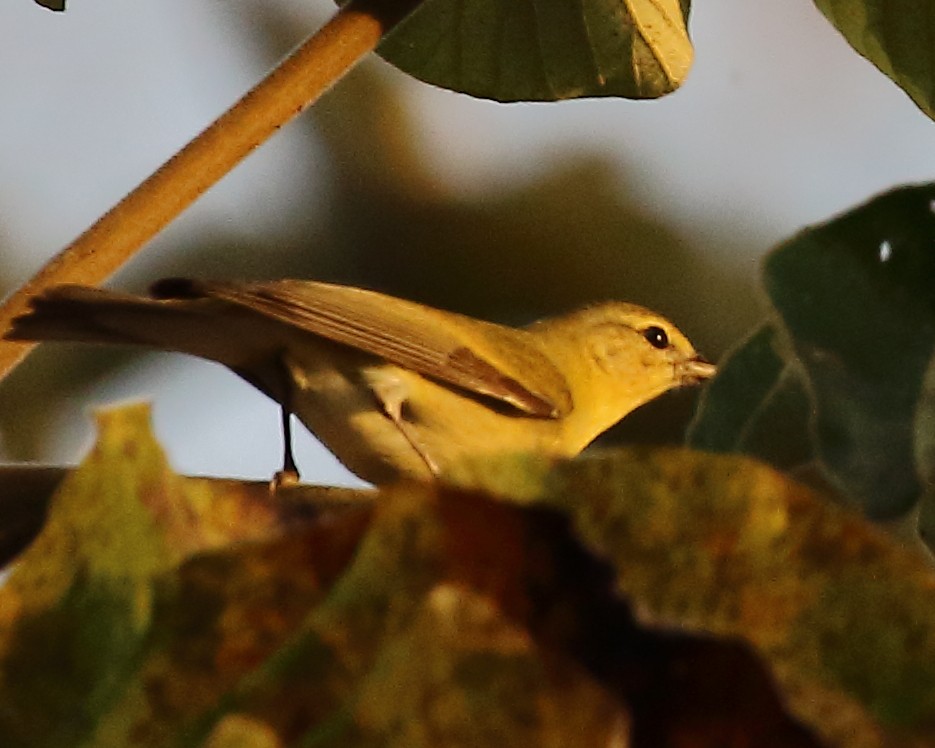 Tennessee Warbler - Ryan Candee