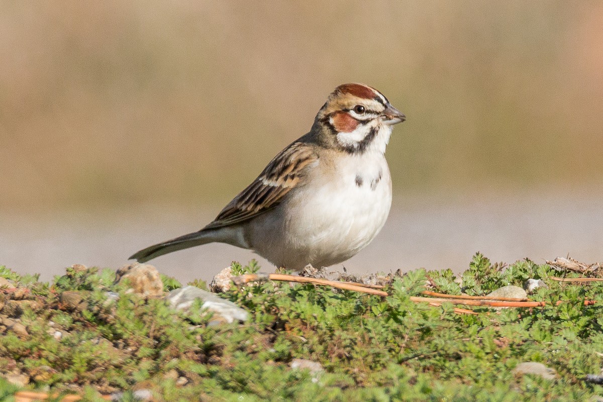 Lark Sparrow - Antariksh Bothale