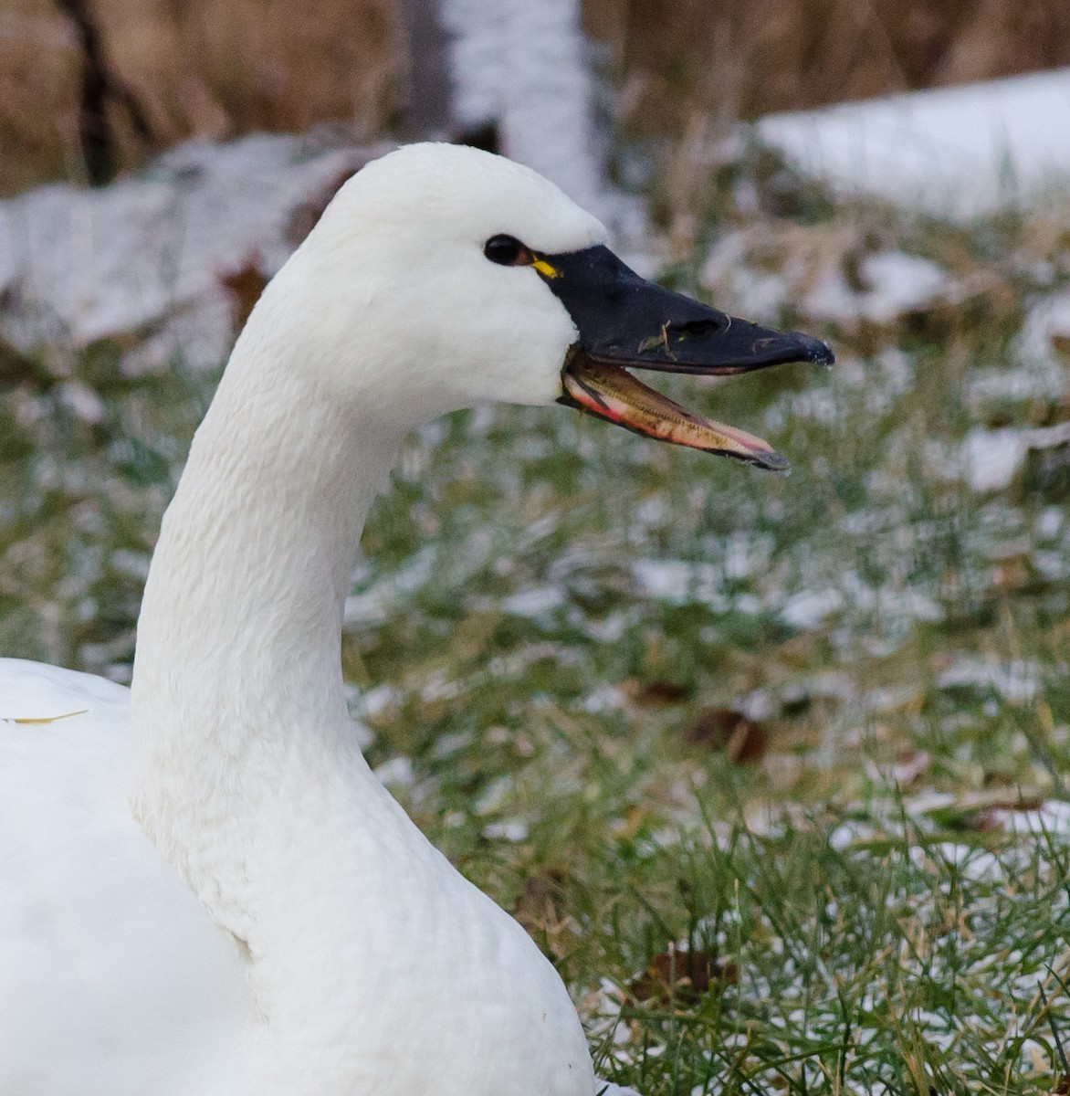 Tundra Swan (Whistling) - ML81945211
