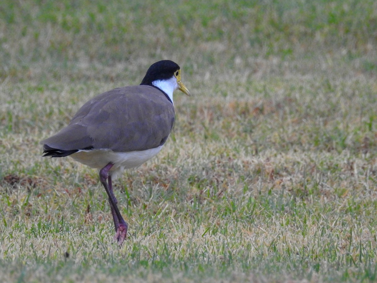 Masked Lapwing (Black-shouldered) - Anonymous