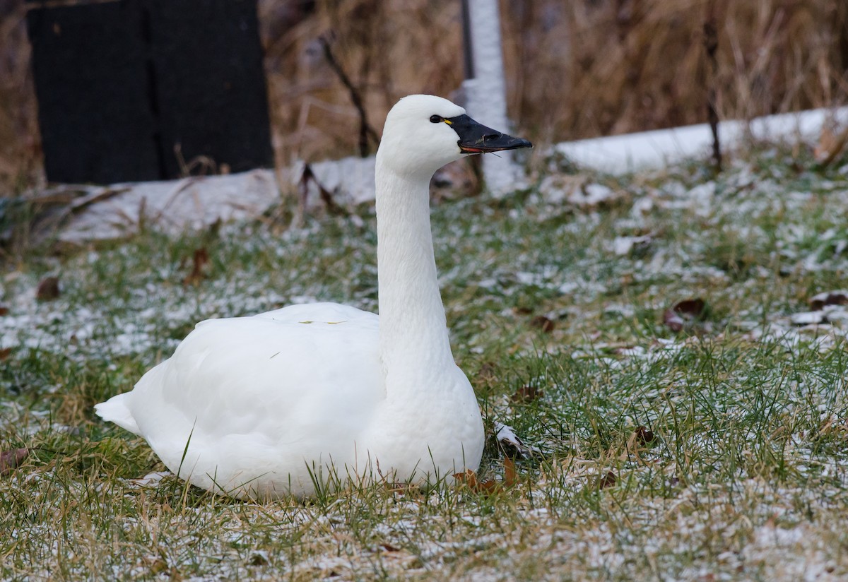 Tundra Swan (Whistling) - ML81945781
