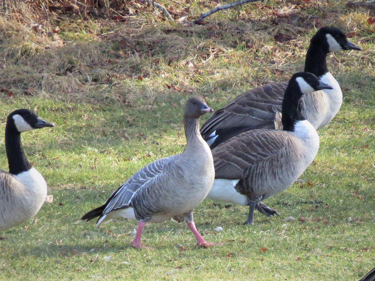 Pink-footed Goose - John Gaglione