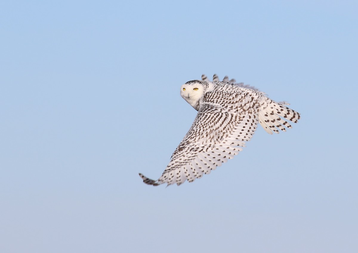 Snowy Owl - Nathan Dubrow