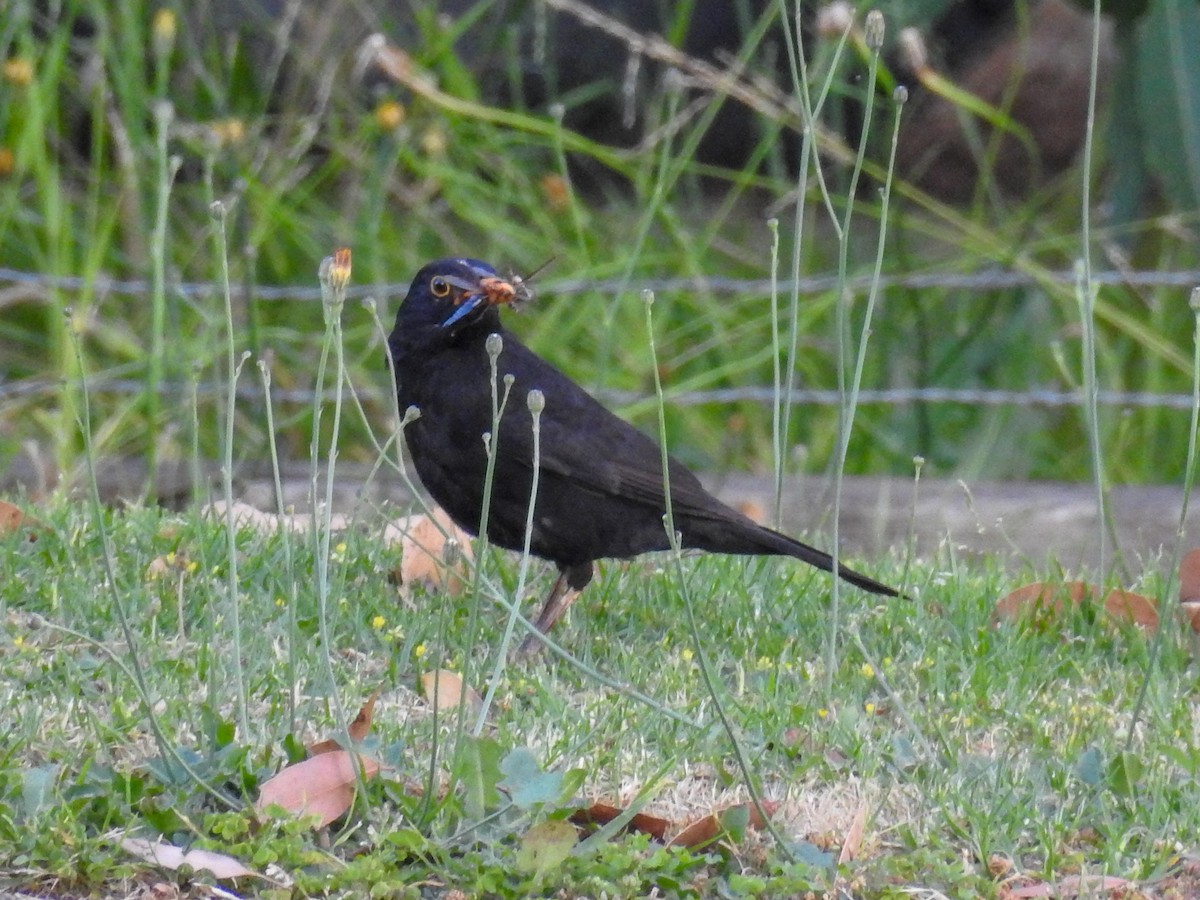 Eurasian Blackbird - ML81952691