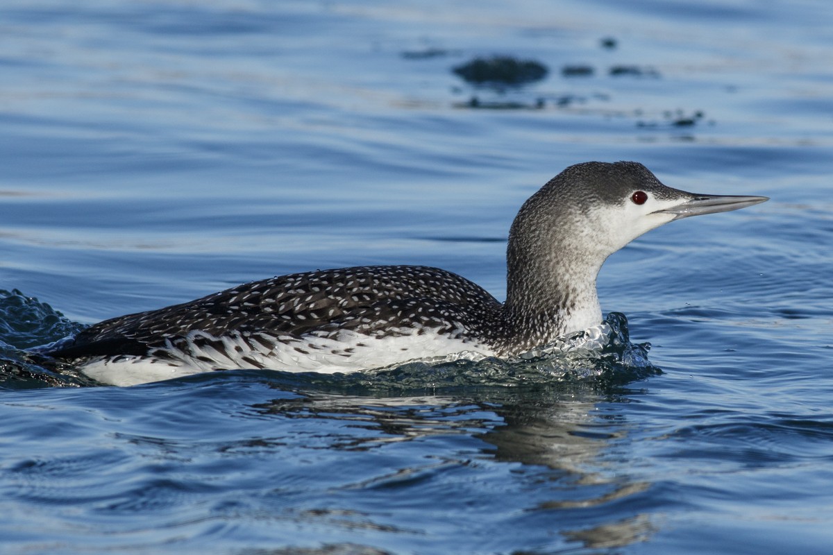 Red-throated Loon - Ryan Griffiths
