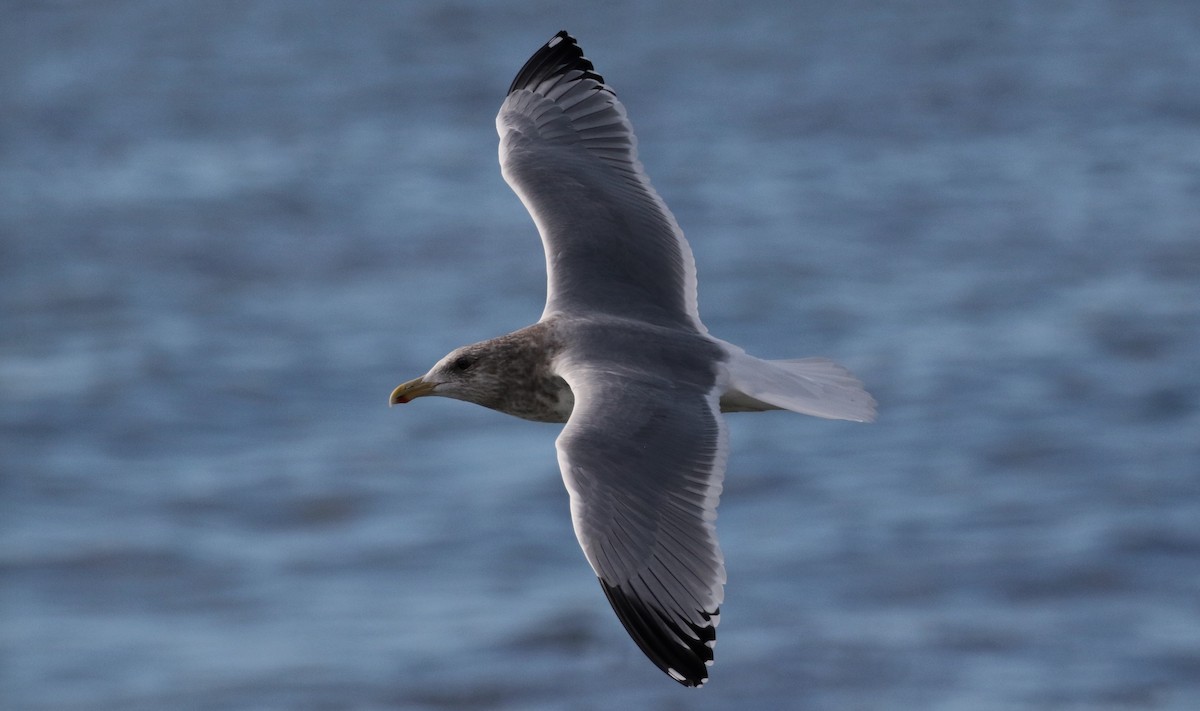 Herring Gull (American) - Peter Svensson